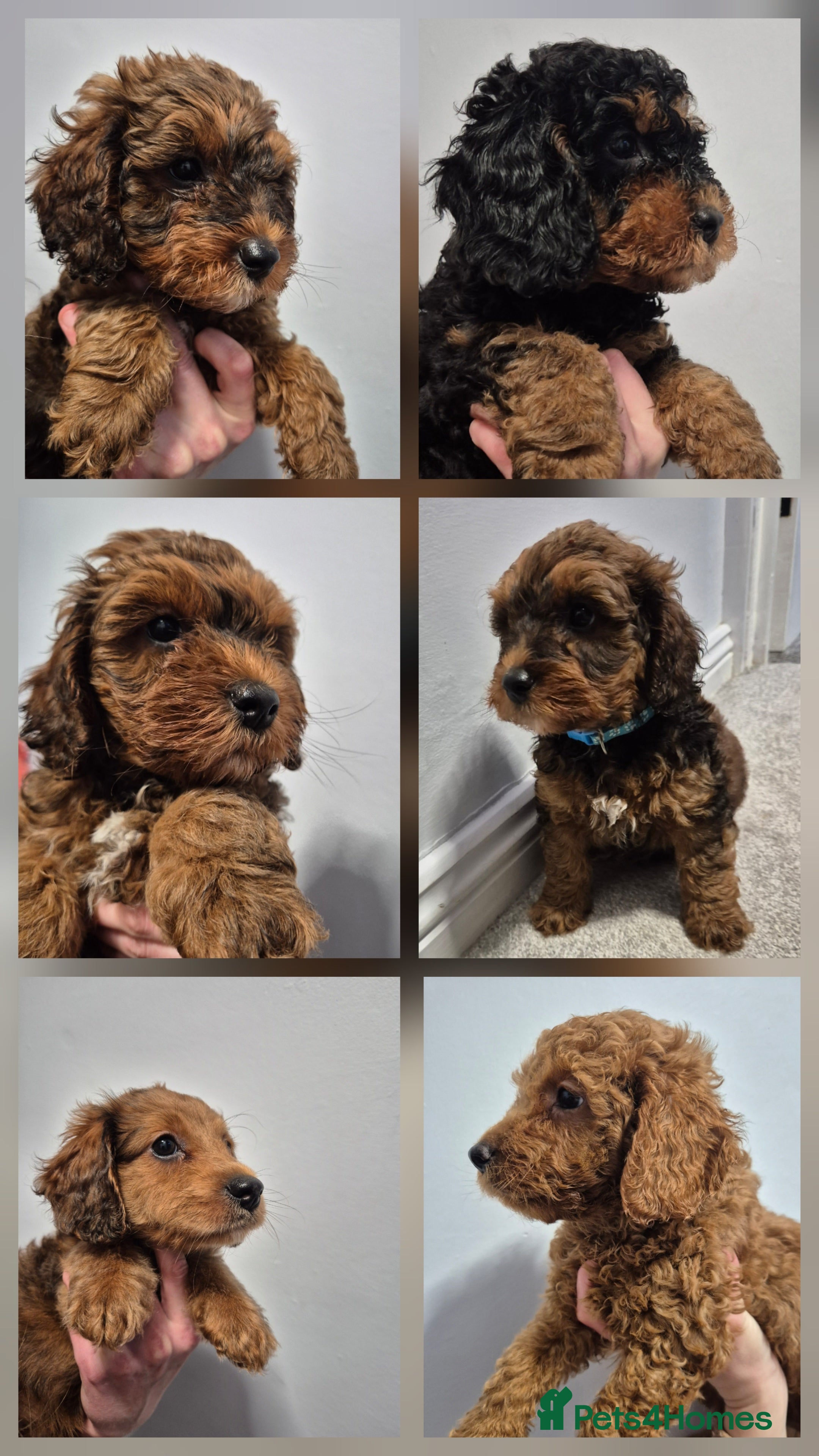 Cockapoo dogs F1B Cockapoo babies - READY NOW - Advert 4