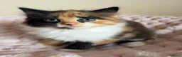 Mixed Breed cats for sale: Beautiful Fluffy Maine Coon Cross kitten  - Advert 3