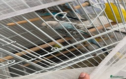 Budgerigars birds for sale: Budgies  - Advert 1