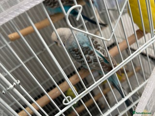 Budgerigars birds Budgies - Advert 12