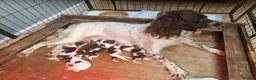 English Springer Spaniel dogs for sale: Working Spaniels Edwardiana Lines - Advert 9