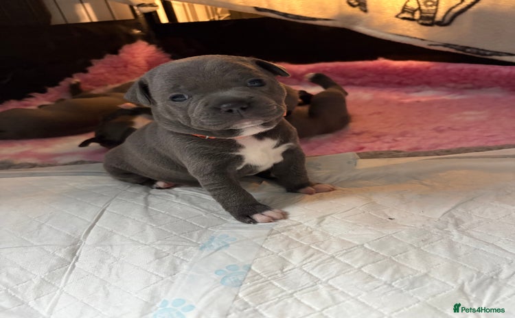 Staffordshire Bull Terrier dogs - Advert 5