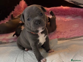 Staffordshire Bull Terrier dogs - Advert 4
