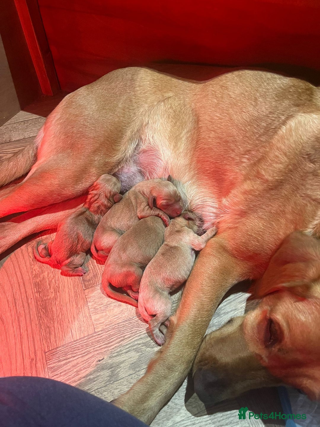 Labrador Retriever dogs for sale: Beautiful Fox Red Labrador Puppies - Advert 6