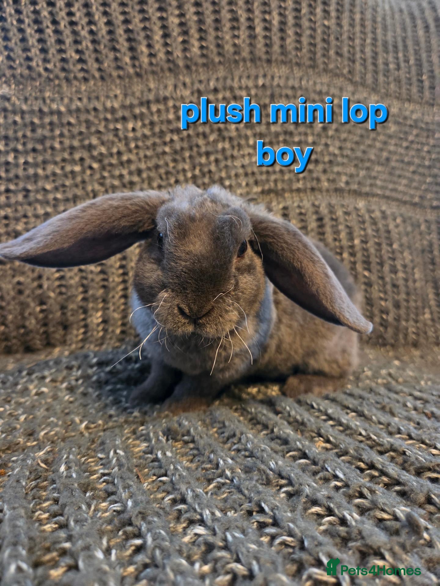 Mini Lop rabbits 8 week old very tame mini lop boys - Advert 2