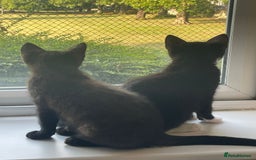 British Shorthair cats for sale: 2 loving cats to rehome - Image 1