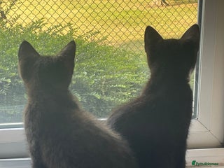 British Shorthair cats - Advert 29