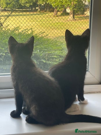 British Shorthair cats 2 loving cats to rehome - Advert 2