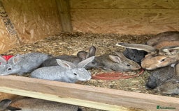 Continental Giant rabbits for sale: Rabbits for sale very nice  - Image 10