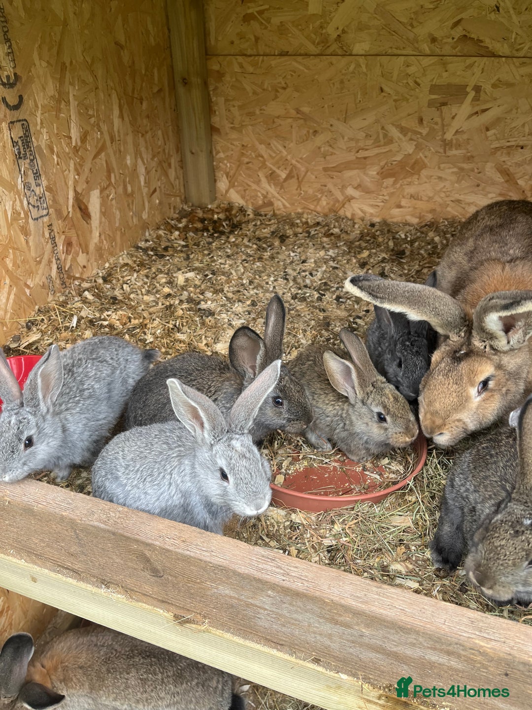 Continental Giant rabbits for sale: Rabbits for sale very nice  - Image 10