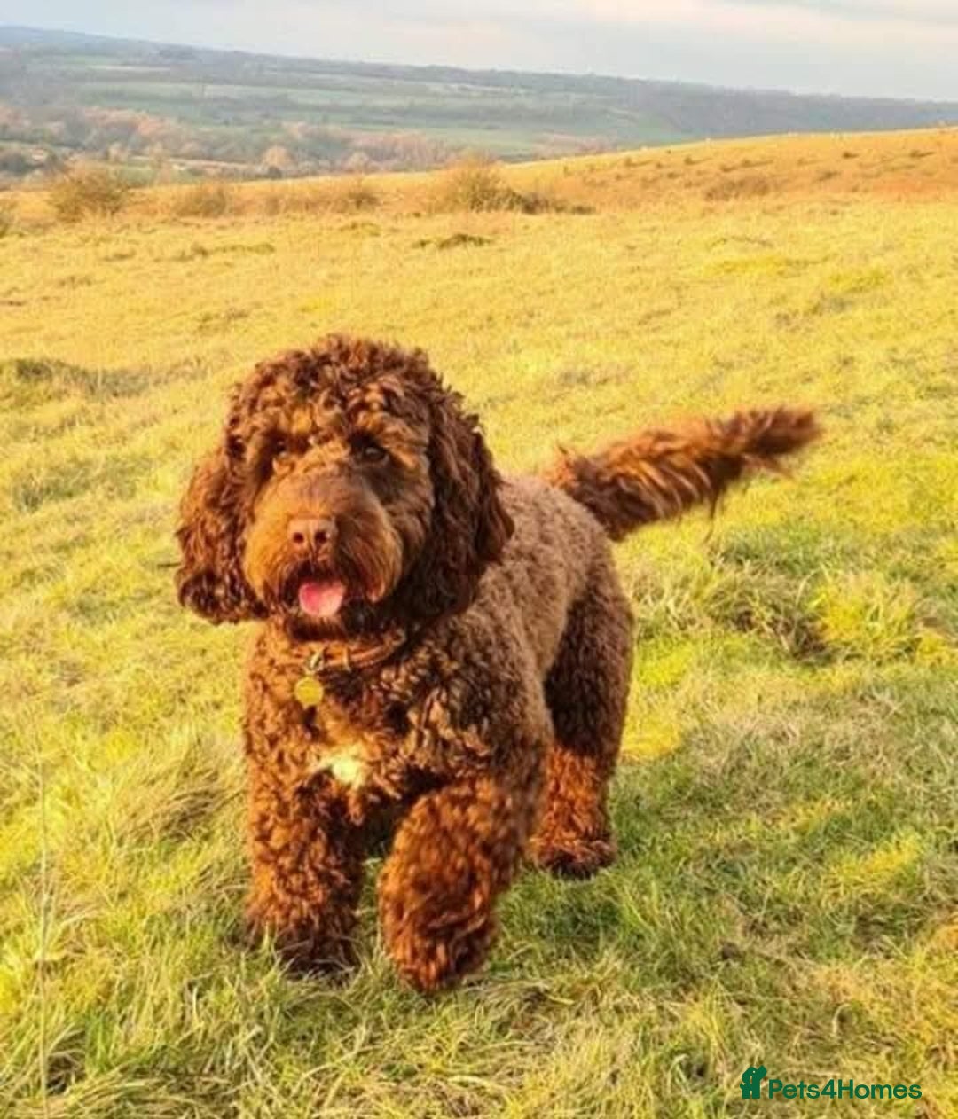 Cockapoo dogs for sale: Show cockapoo litter due 1st march  - Advert 20