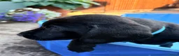 Labrador Retriever dogs for sale: KC Reg Black Labrador Puppies (£1600 Fixed Price) in Lydney - Advert 15