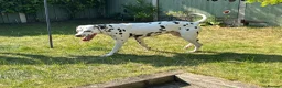 Dalmatian dogs for stud: Kc Reg Proven stud Dalmatian  in Ormskirk - Advert 6
