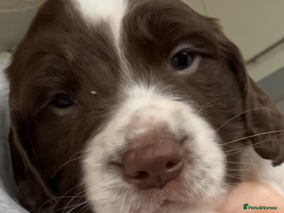 Sprocker dogs 2 male sprocker spaniels - Advert 11