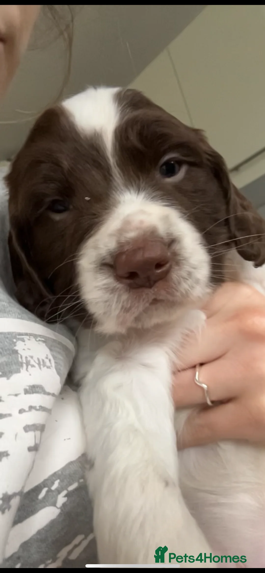 Sprocker dogs for sale: 2 male sprocker spaniels  - Advert 1