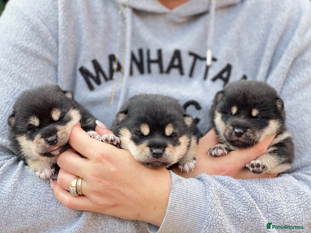 Japanese Shiba Inu dogs for sale: 	“Shiba Inu Puppies – Champion Pedigree, DNA Clear - Advert 28
