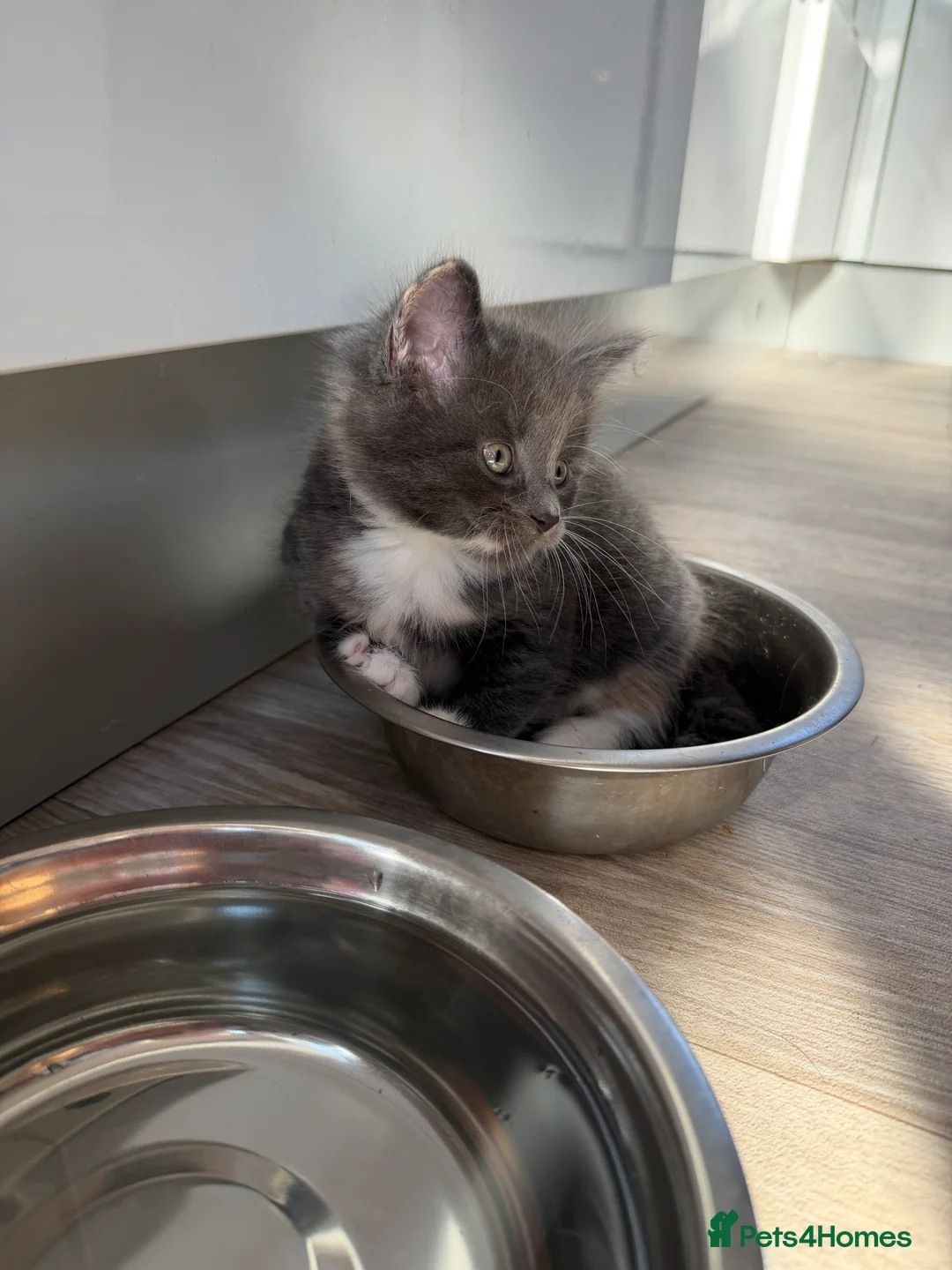 Mixed Breed cats for sale: 2 male ginger and 1 female black Kittens - Advert 2