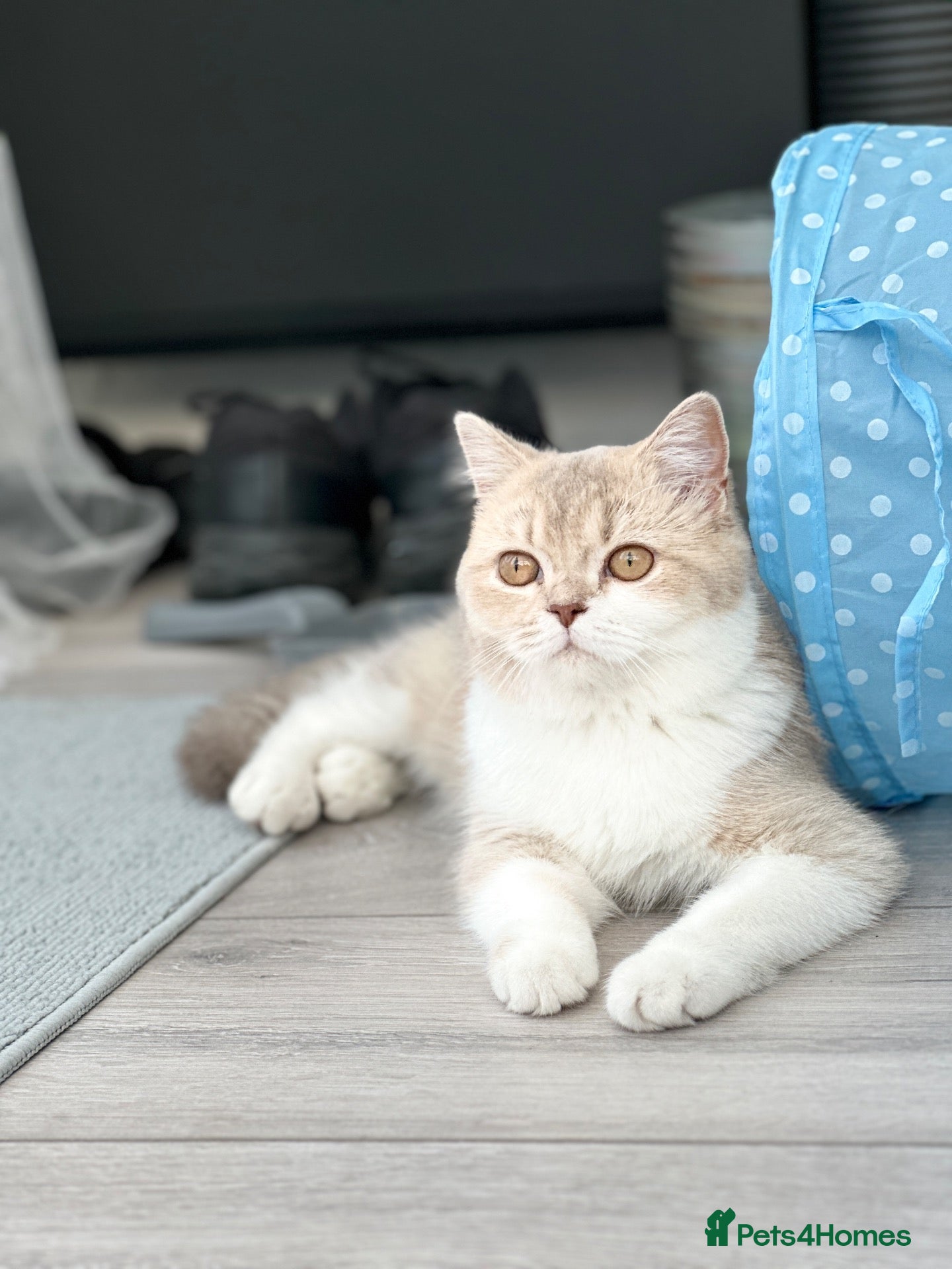 Scottish Fold cats for sale: Scottish Fold Cat Looking for a Loving Home  - Advert 12