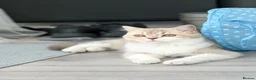 Scottish Fold cats for sale: Scottish Fold Cat Looking for a Loving Home  - Advert 1