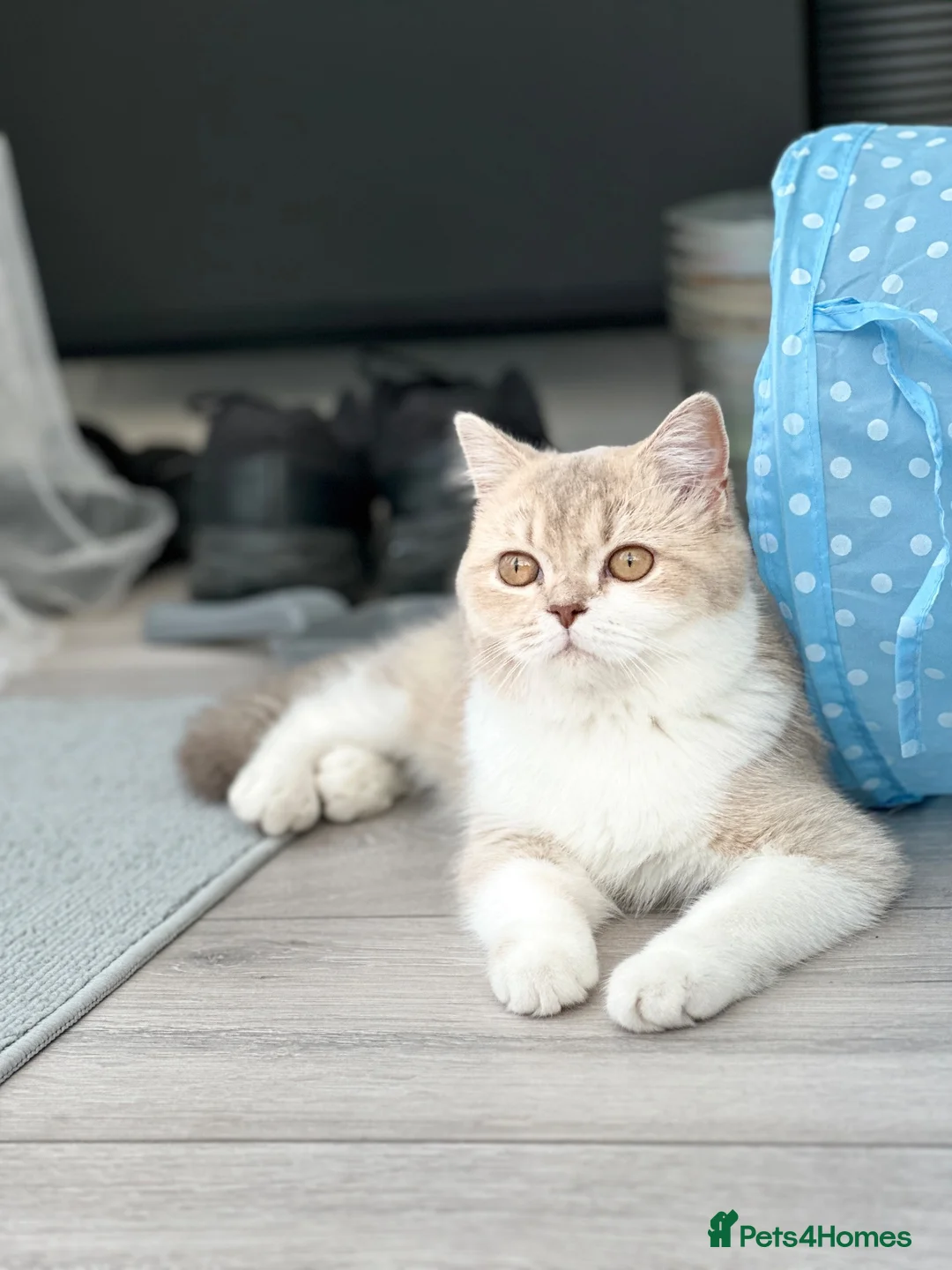 Scottish Fold cats for sale: Scottish Fold Cat Looking for a Loving Home  - Advert 1