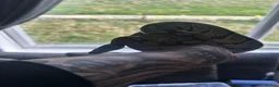 Python Snake reptiles for sale: Snakes - Advert 3