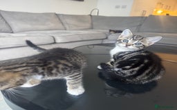 Mixed Breed cats for sale: Mixed Ragdoll / Tabby Adorable Kittens  - Image 15