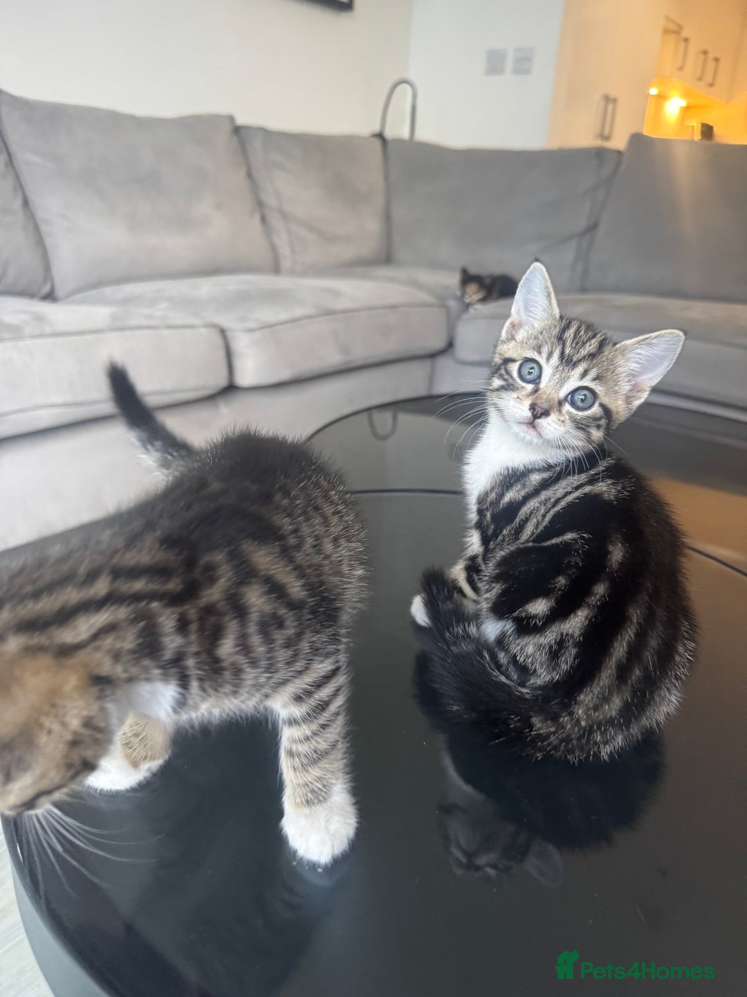 Mixed Breed cats for sale: Mixed Ragdoll / Tabby Adorable Kittens  - Image 15