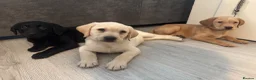 Labrador Retriever dogs for sale: KC Labrador Pups, Champion Line, Health Tested - Advert 3