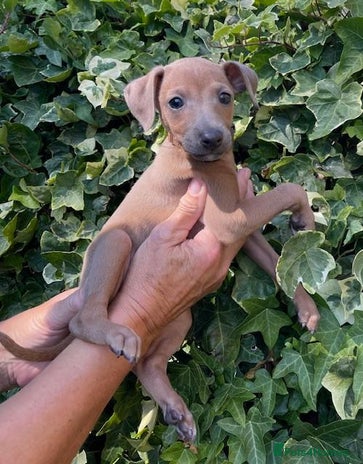 Shop irish greyhound puppies Online Sale