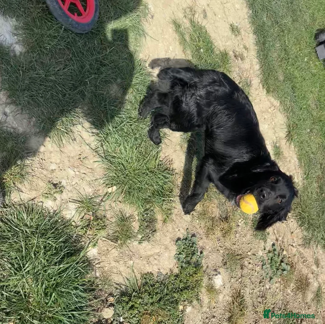 Cocker Spaniel dogs for sale: Male cocker spaniel - Advert 4