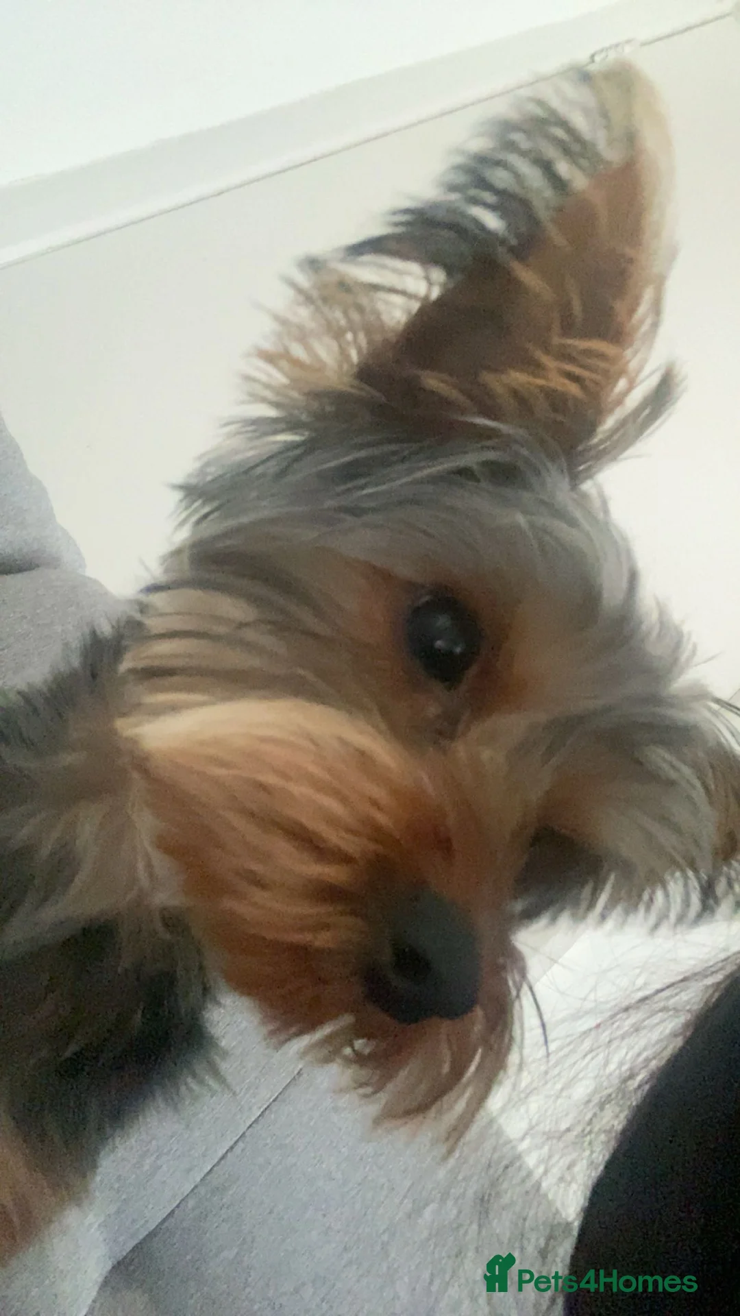 Yorkshire Terrier dogs for sale: Adorable Yorkshire Terrier  - Advert 2