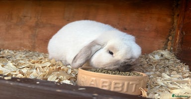 Mini Lop rabbits Friendly mini lop male - Advert 9
