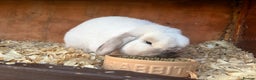 Mini Lop rabbits for sale: Friendly mini lop male - Advert 3