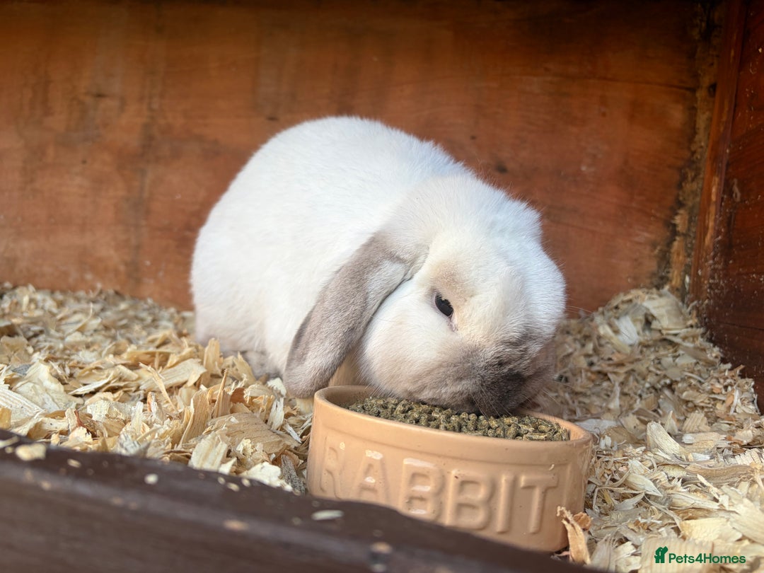 Mini Lop rabbits for sale: Friendly mini lop male - Advert 3