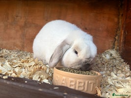 Mini Lop rabbits Friendly mini lop male - Advert 1