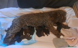 Mixed Breed dogs for sale: Shihpoo Puppies  - Image 12