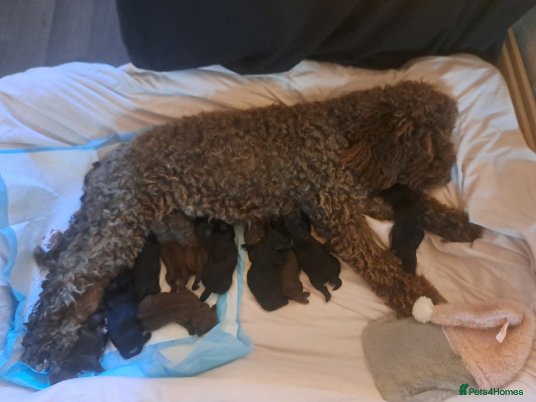 Mixed Breed dogs for sale: Shihpoo Puppies  - Image 12