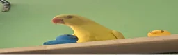 Ringnecks birds for sale: Beautiful yellow Ringneck parrot (kevin) - Advert 3