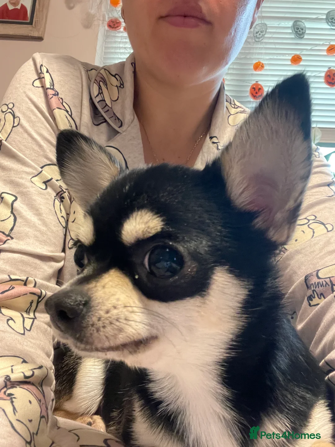 Chihuahua dogs for sale: Proven Chihuahua Pair–Male KC registered & Female - Advert 5