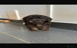Mini Goldendoodle dogs for sale: 🐶Golden doodle puppies for sale ready to leave🐶 - Image 16