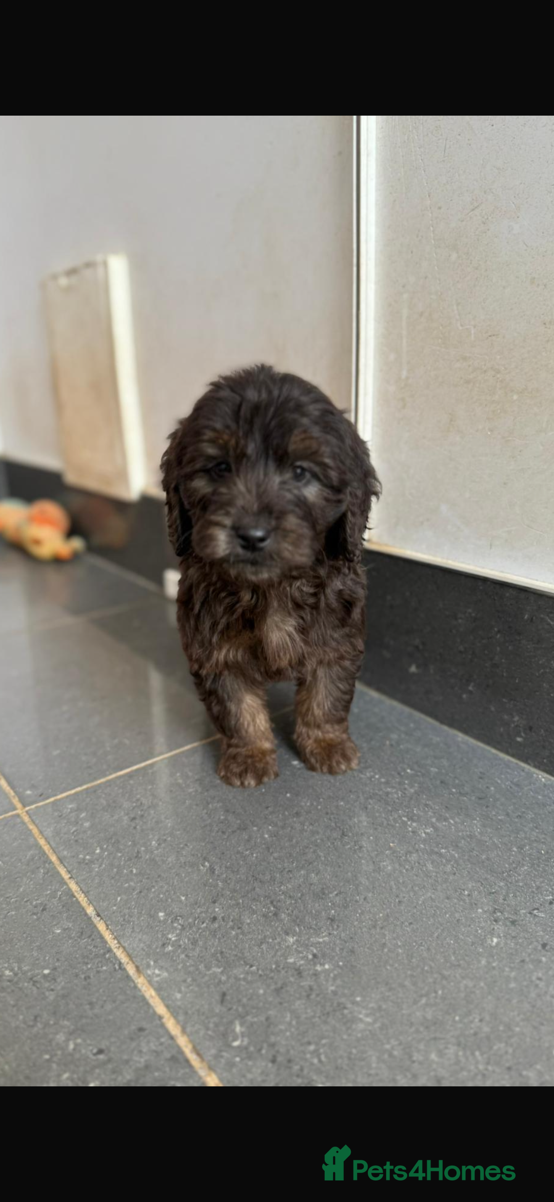 Mini Goldendoodle dogs for sale: 🐶Golden doodle puppies for sale ready to leave🐶 - Image 16