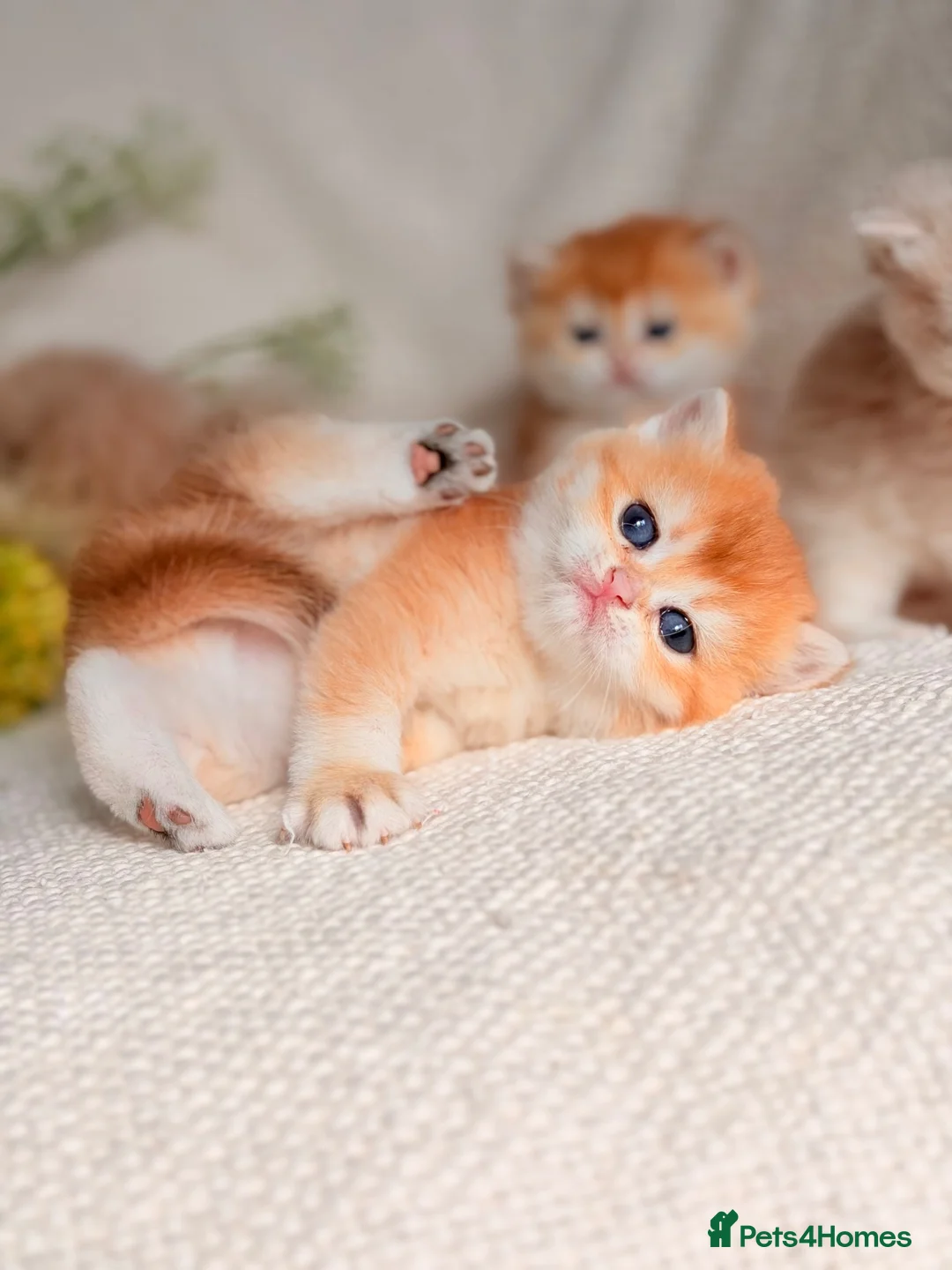 British Shorthair cats for sale: Champion Bloodline Blue Golden/Golden BSH/BLH - Advert 2