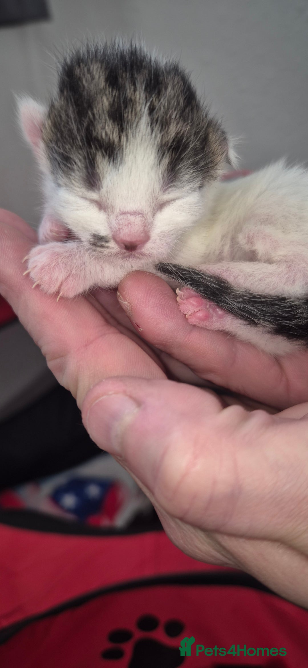 Mixed Breed cats for sale: Kittens for sale - Image 21