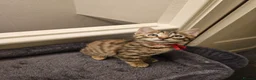 Bengal cats for sale: Bengal kittens for sale  - Advert 18