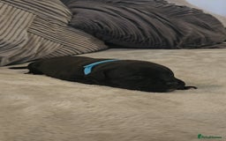 Staffordshire Bull Terrier dogs for sale:  STAFFORDSHIRE BULL TERRIERS PUPS  - Image 10