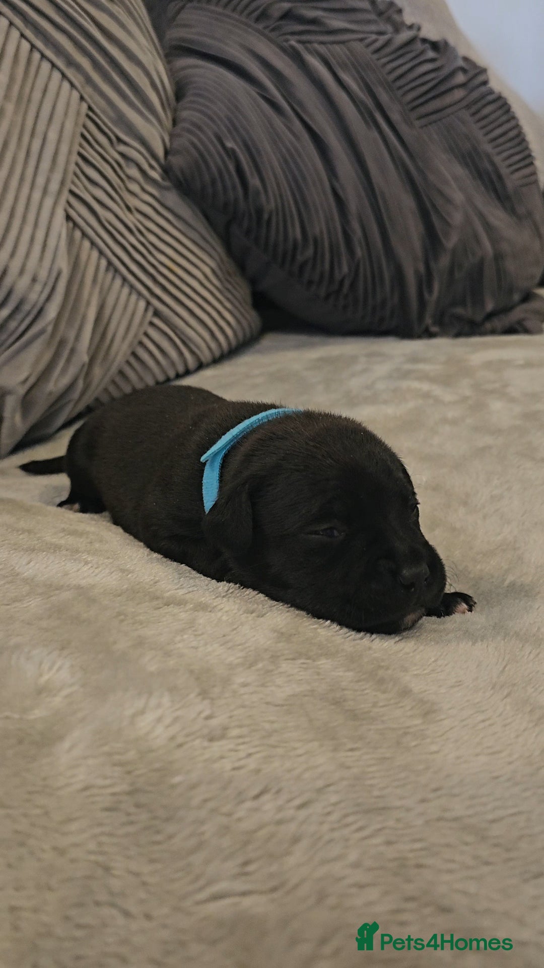 Staffordshire Bull Terrier dogs for sale:  STAFFORDSHIRE BULL TERRIERS PUPS  - Image 10