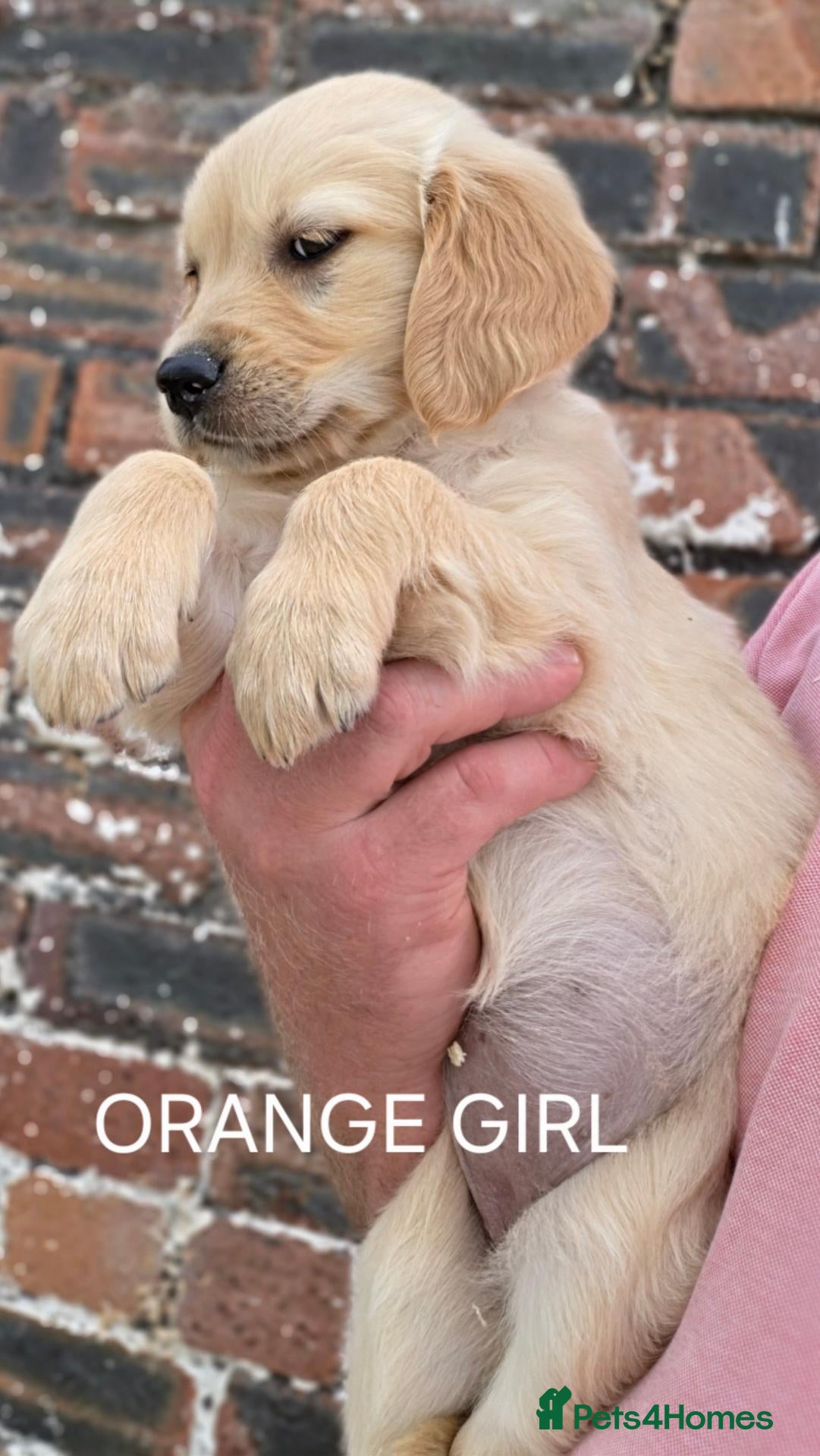 Golden Retriever dogs KC GOLDEN RETRIEVER PUPPIES  - Advert 2
