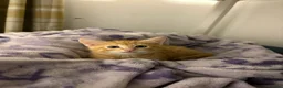 American Shorthair cats for sale: American ShortHair Kitten - Advert 4