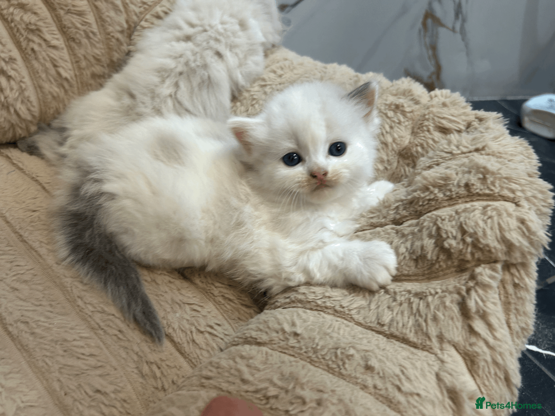 Ragdoll cats for sale: Pure Ragdoll Kittens - Advert 10