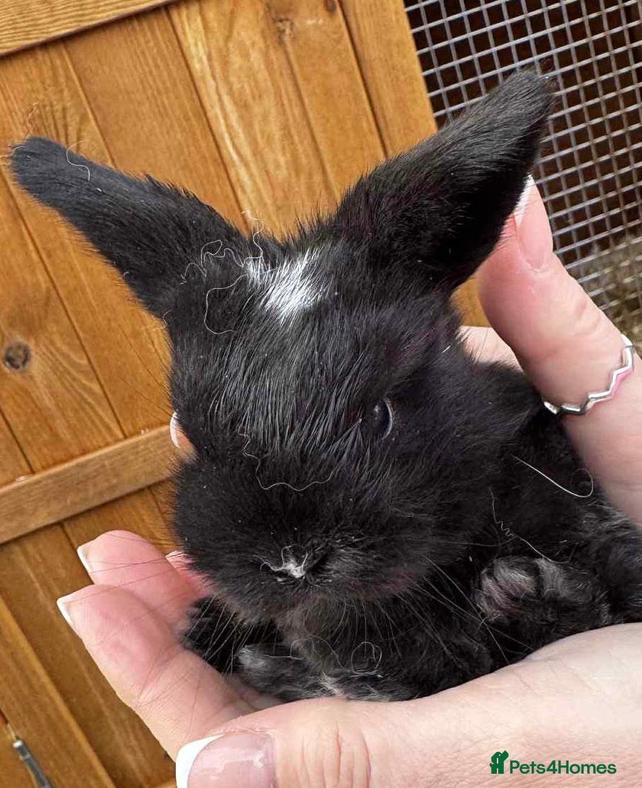 Mini Lop rabbits  mini lops - Advert 10